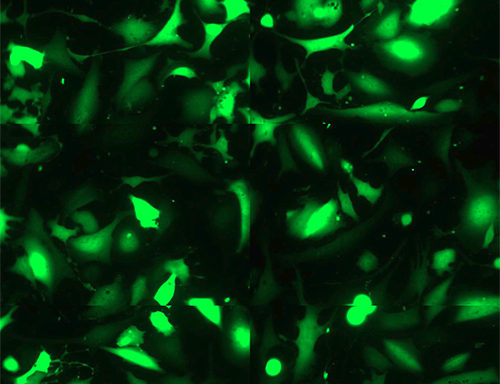Green Fluorescent Immortalized Human Microglia