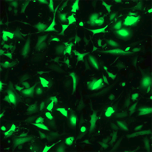 Green Fluorescent Immortalized Human Epidermal Keratinocytes