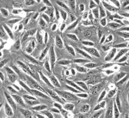 Human Renal Proximal Tubular Epithelial Cells