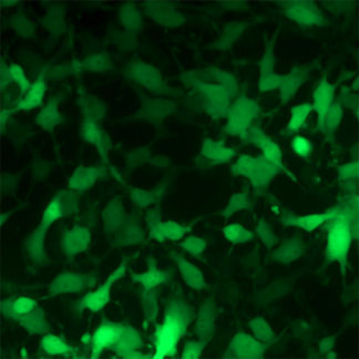 Green Fluorescent B16-F10 Cell Line