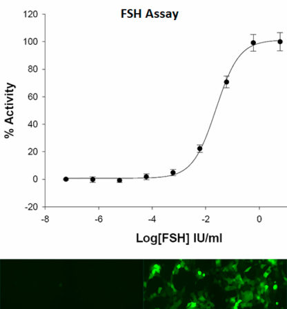 Follicle Stimulating Hormone Receptor and CRE-tGFP Stable Co-expressing HEK293 Cell Line