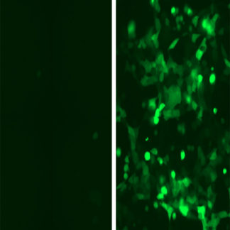 Follicle Stimulating Hormone Receptor and CRE-tGFP Stable Co-expressing HEK293 Cell Line