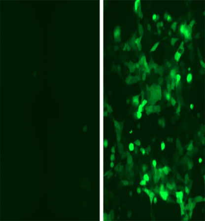 Follicle Stimulating Hormone Receptor and CRE-tGFP Stable Co-expressing HEK293 Cell Line