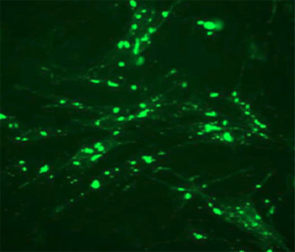 Fluorescent Adrenergic Receptor beta2 Internalization Assay Cell Line