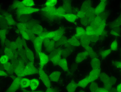 SH-SY5Y cell line stably expressing red fluorescent alpha-synuclein