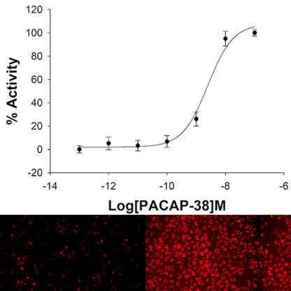 U2OS cells stably expressing VPAC1 Receptor and cAMP Biosensor