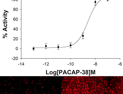 U2OS cells stably expressing VPAC1 Receptor and cAMP Biosensor