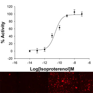 U2OS cells stably expressing Beta-3 adrenergic Receptor and cAMP