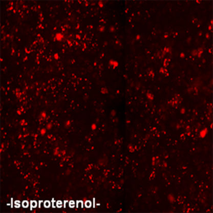 U2OS cells stably expressing Beta-3 adrenergic Receptor and cAMP