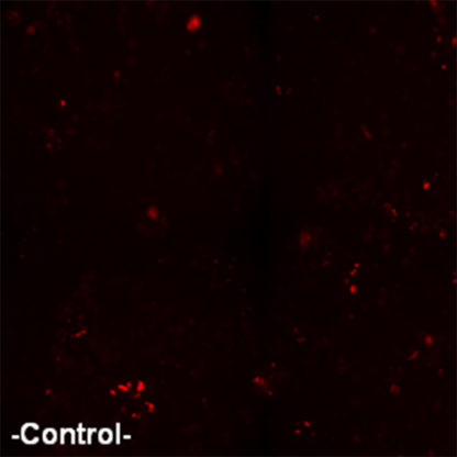 U2OS cells stably expressing Beta-3 adrenergic Receptor and cAMP