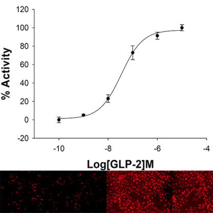 U2OS Cell Line stably expressing GLP-2 Glucagon Receptor & cAMP