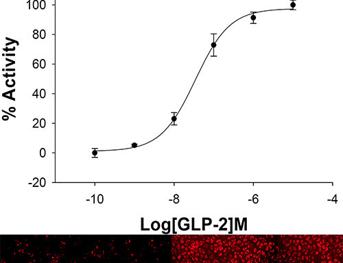 U2OS Cell Line stably expressing GLP-2 Glucagon Receptor & cAMP Biosensor