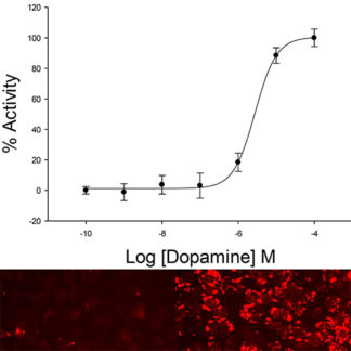 U2OS Cell Line stably expressing D2 Dopamine Receptor & cAMP