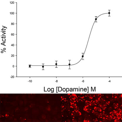 U2OS Cell Line stably expressing D2 Dopamine Receptor & cAMP