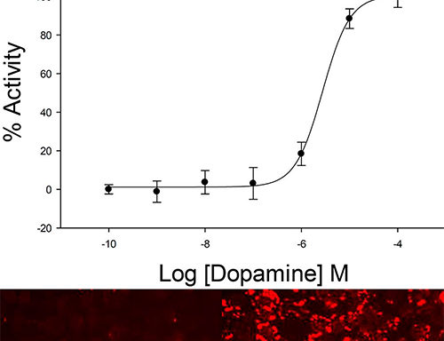 U2OS Cell Line stably expressing D2 Dopamine Receptor & cAMP Biosensor