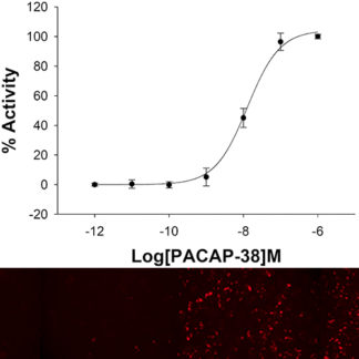 U2OS cells stably expressing VPAC2 Receptor and cAMP Biosensor