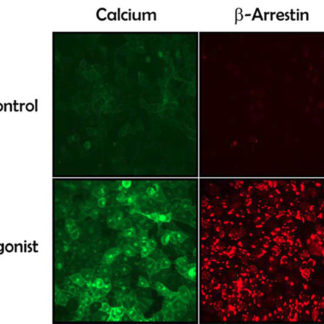 U2OS Cells stably expressing PAR2 Receptor, Calcium Biosensor & β-Arrestin