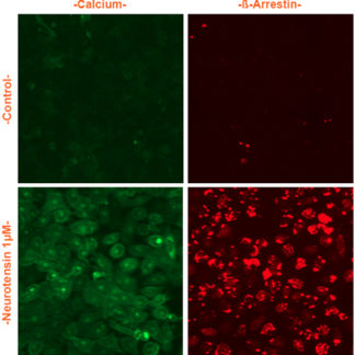 U2OS Cells stably expressing Neurotensin Receptor, Calcium Biosensor & β-arrestin