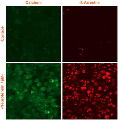 U2OS Cells stably expressing Neurotensin Receptor, Calcium Biosensor & β-arrestin