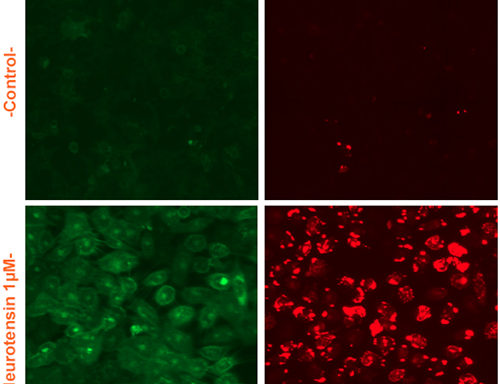 U2OS Cells stably expressing Neurotensin Receptor NTSR1, Calcium Biosensor & β-arrestin biosensor