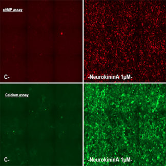 U2OS Cells stably expressing NK2 Tachykinin Receptor, Calcium Biosensor & cAMP