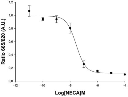 Adenosine A2A Receptor Cell Line