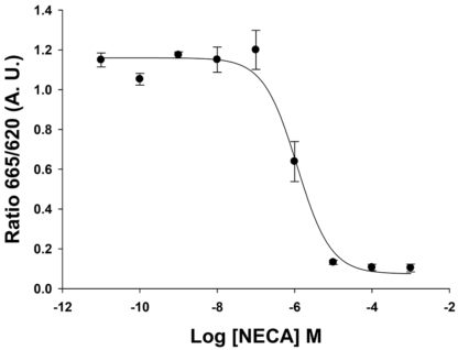 Adenosine A2B Receptor Cell Line