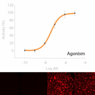 adenosine A2B receptor (ADORA2B) cell line