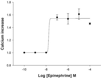 alpha1A Adrenergic Receptor Cell Line