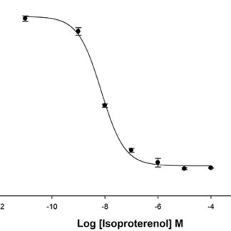 beta-2 adrenergic receptor Cell Line