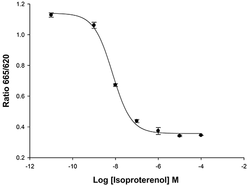 Beta-2 Adrenergic Receptor Cell Line