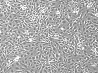 Canine Renal Proximal Tubular Epithelial Cells