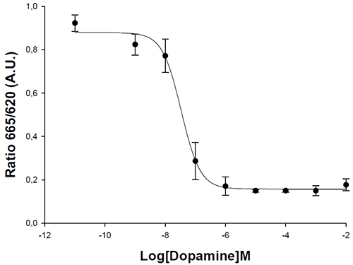 D1 Dopamine Receptor Cell Line