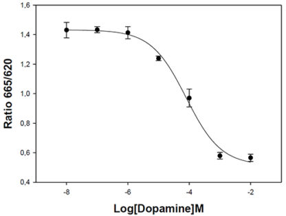 D5 Dopamine Receptor Cell Line