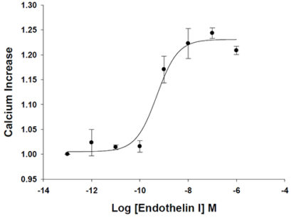 Endothelin Receptor Cell Line