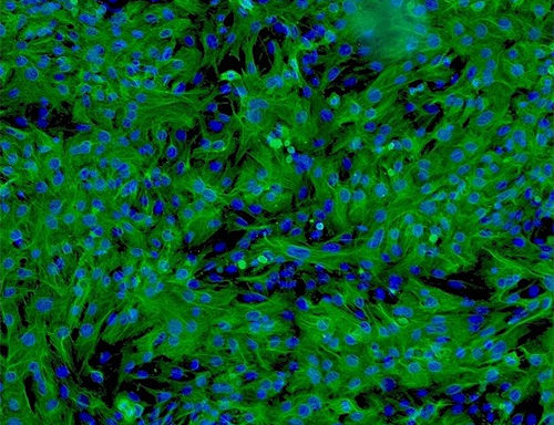 Human Hepatocytes – 1 million cells