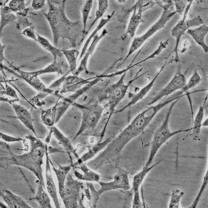 Human Hair Germinal Matrix Cells