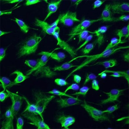 Human Intrahepatic Biliary Epithelial Cells