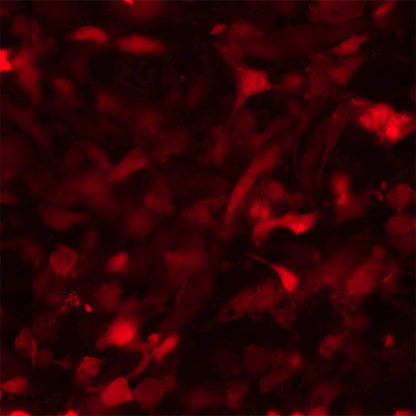 Red Fluorescent Immortalized Human Microglia
