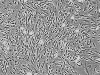 Rat Mesenchymal Stem Cells