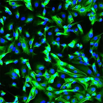 Human Renal Cortical Epithelial Cells