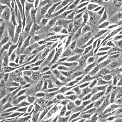 Human Renal Epithelial Cells