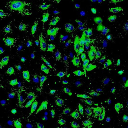 Human Renal Glomerular Endothelial Cells