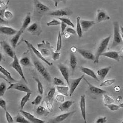 Green Fluorescent CHO-K1 Cell Line