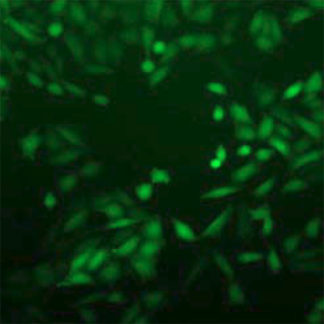 Green Fluorescent CHO-K1 Cell Line