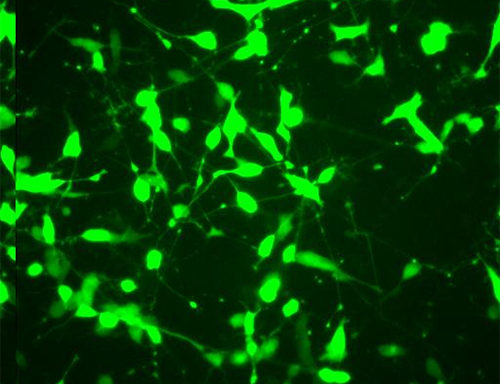 Green Fluorescent SH-SY5Y Cell Line