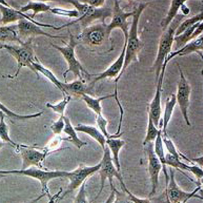 Green Fluorescent 3T3 Cell Line