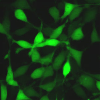 Green Fluorescent 3T3 Cell Line