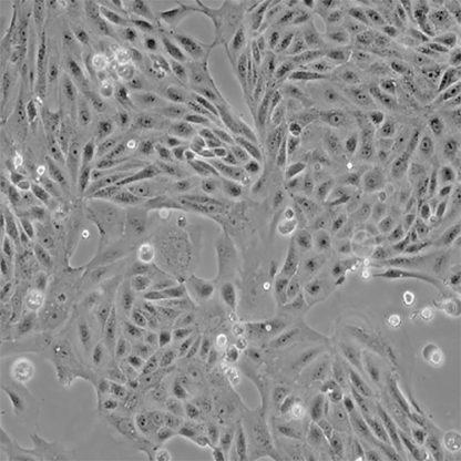 Green Fluorescent MDCK Cell Line