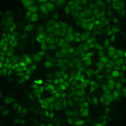 Green Fluorescent MDCK Cell Line